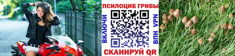 Купить закладки Благодарный Псилоцибиновые грибы прущие грибы